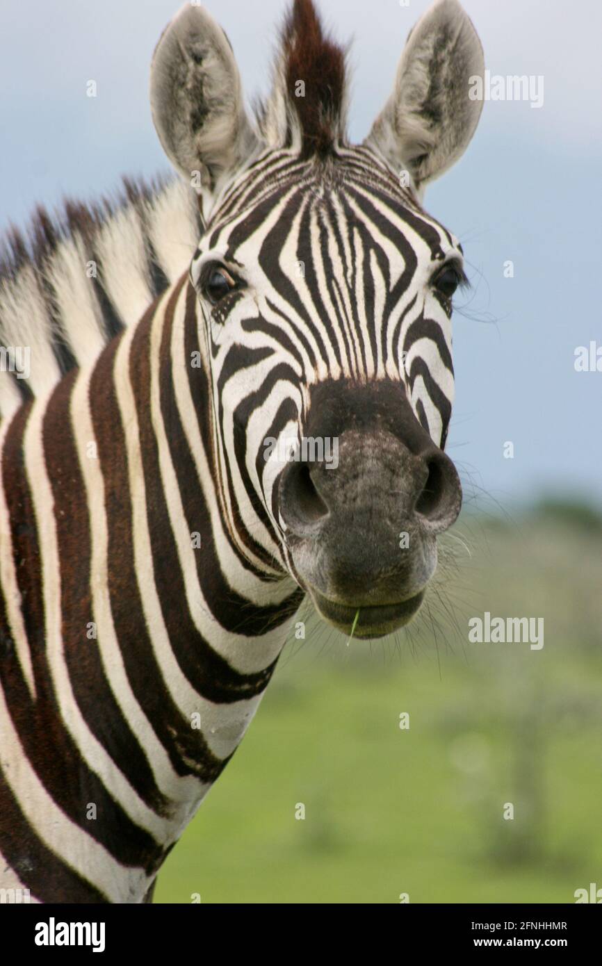 Head on portrait of wild Burchell's Zebra (Equus quagga burchellii ...