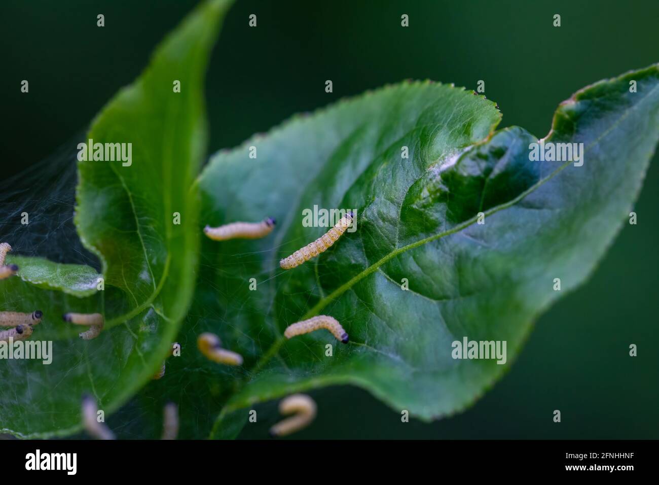 Nesting web of ermine moth caterpillars, yponomeutidae, feeding on the leaves of a tree Stock Photo