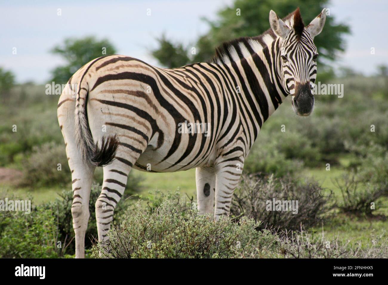 Side on portrait of Burchell's Zebra (Equus quagga burchellii) looking ...