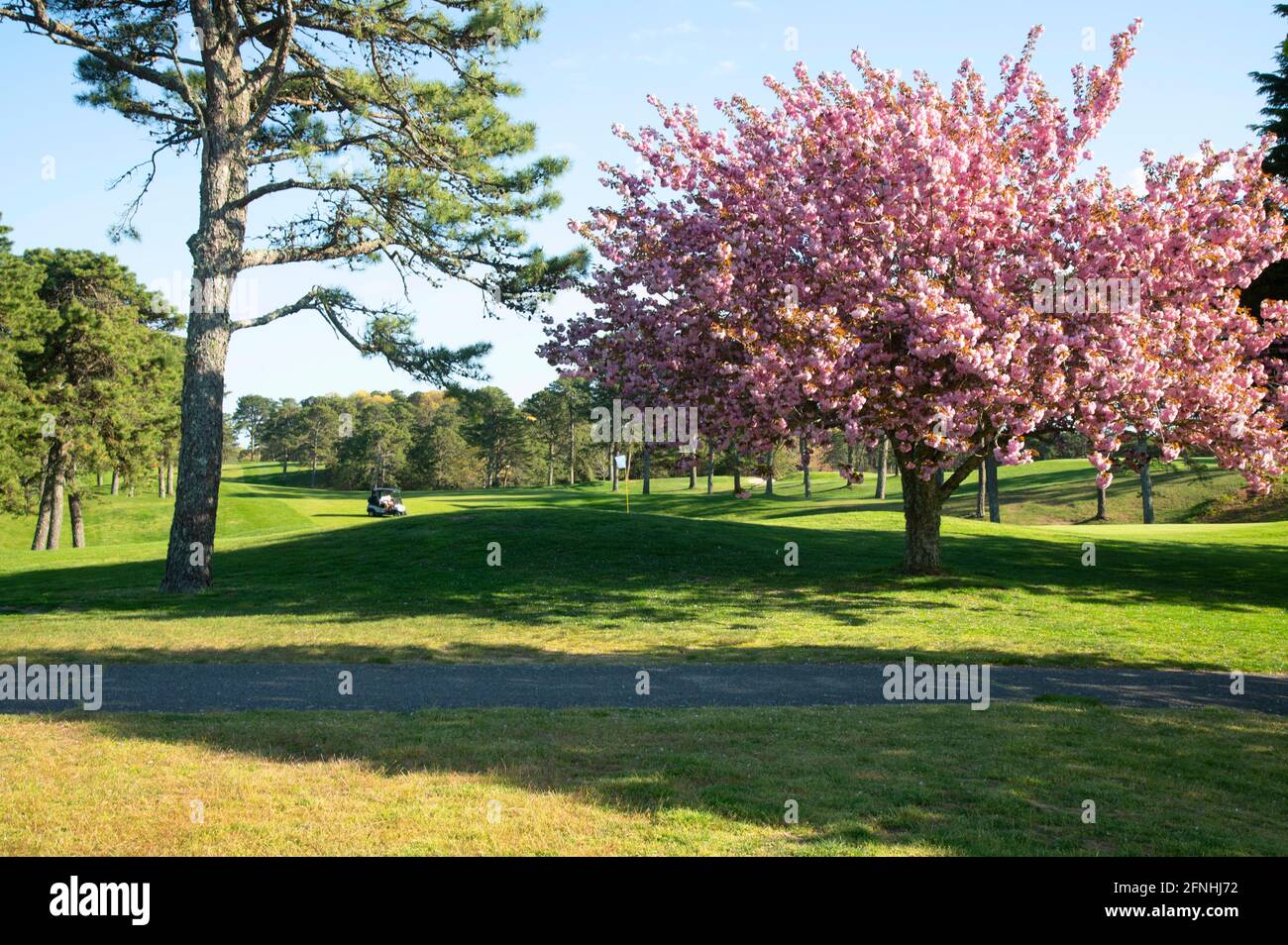 A flowering tree on Dennis Highlands Golf Course on a spring day