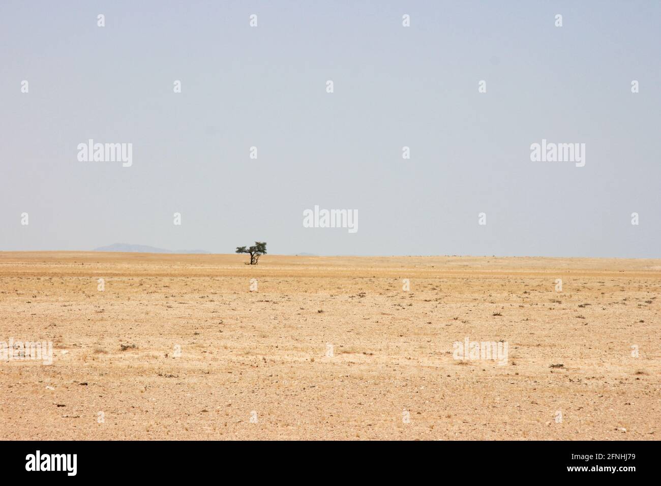 Single tree in desolate landscape of sand and desert in Solitaire, Nambia. Stock Photo
