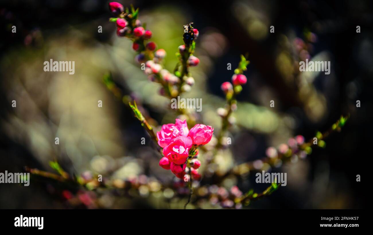 First blooms of Corinthian Rose Flowering Peach tree in spring Stock Photo