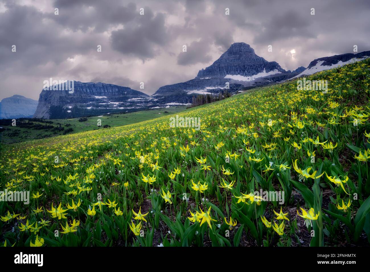 Avalanche Lilies with Mt. Reynolds and sunrise. Glacier National Park, Montana Stock Photo