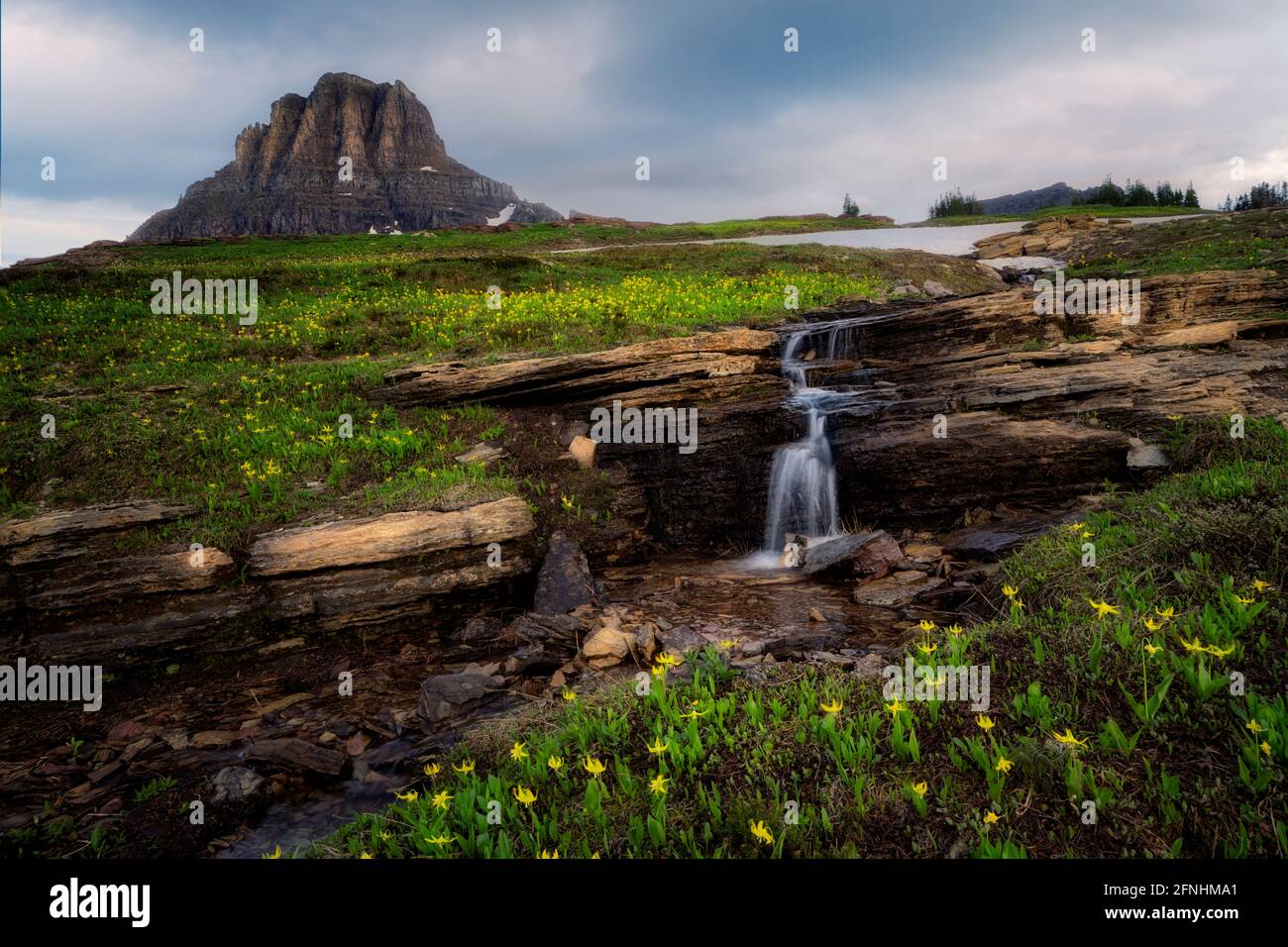 Mt. Reynolds, runoof stream and Avanche Lilies.Glacier National Park, Montana Stock Photo