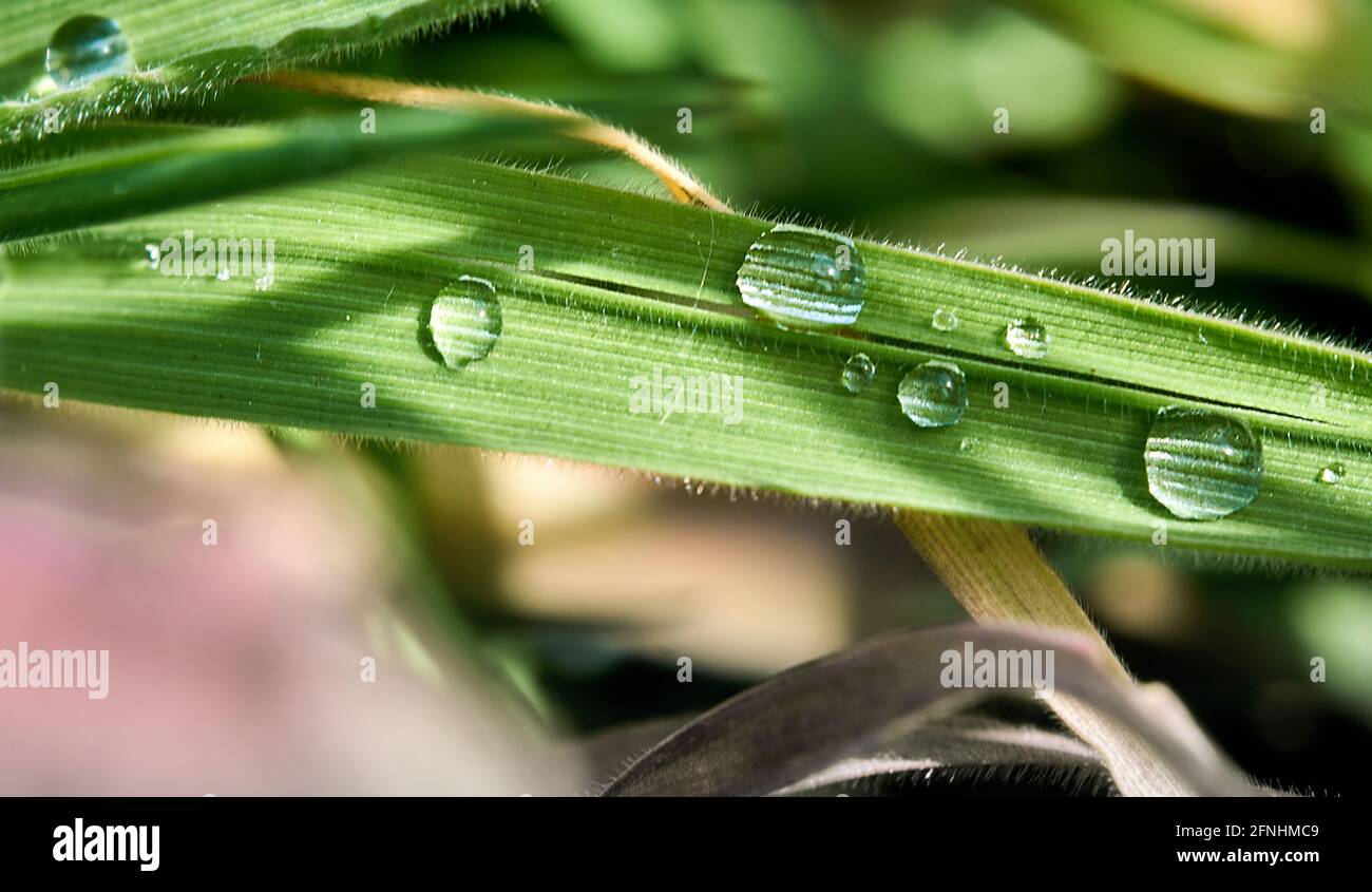 Macro of dew drops on a blade of green grass Stock Photo