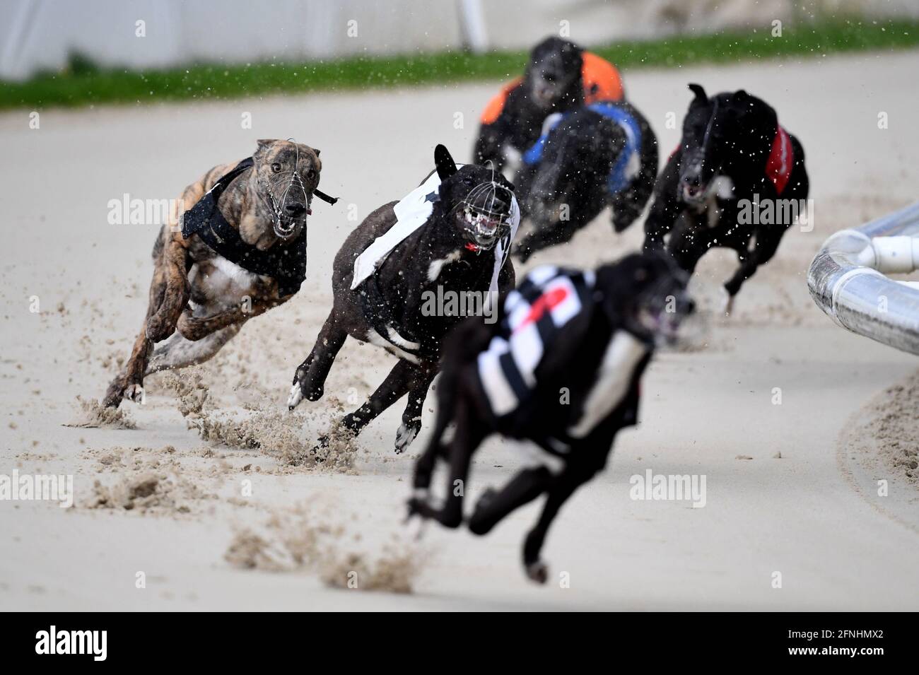 Action from the 16:28 race at Coral Romford Greyhound Stadium, Romford. Picture date: Monday May 17, 2021. Fans return to sporting events following the further easing of lockdown restrictions in England. Stock Photo