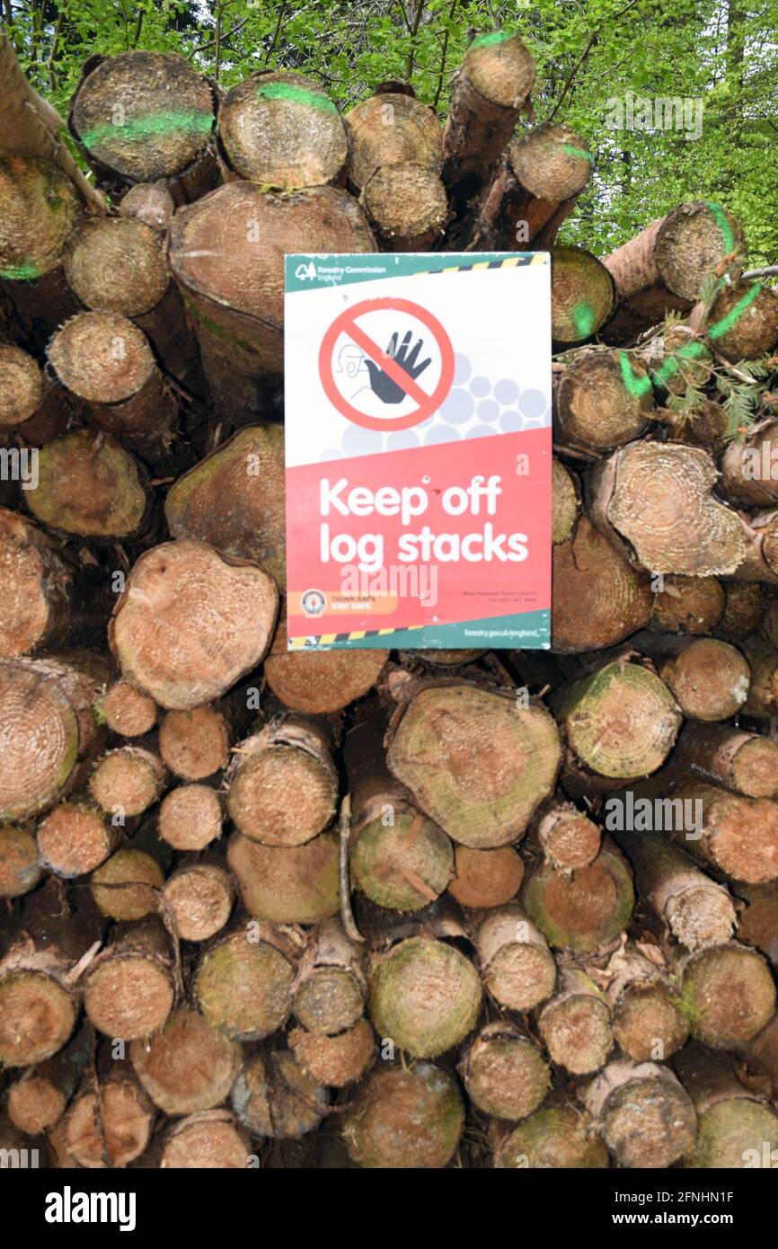 Pile of logs in Forestry Commission managed forest, Wye Valley on the England / Wales border