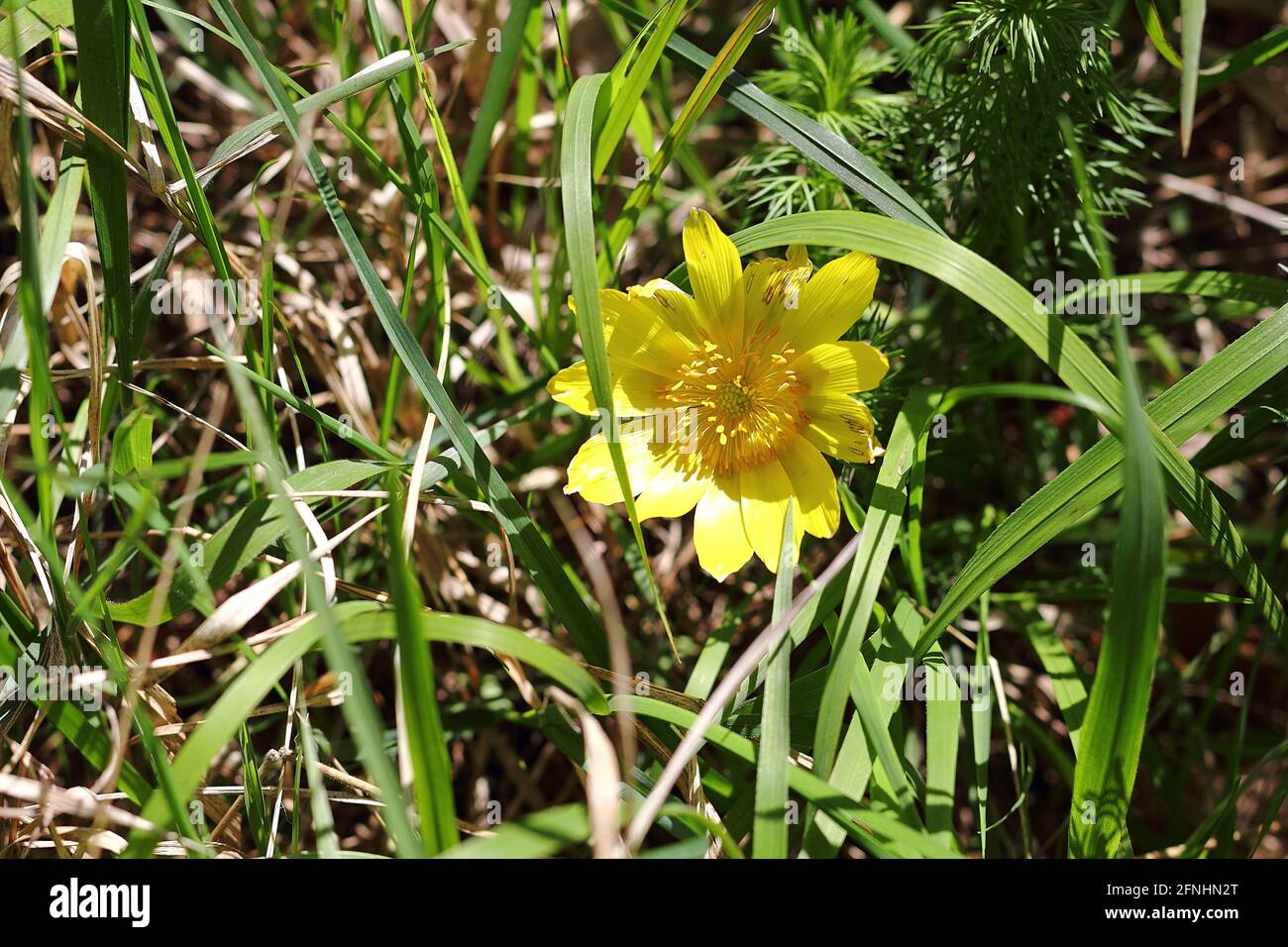 Adonisroschen hi-res stock photography and images - Alamy