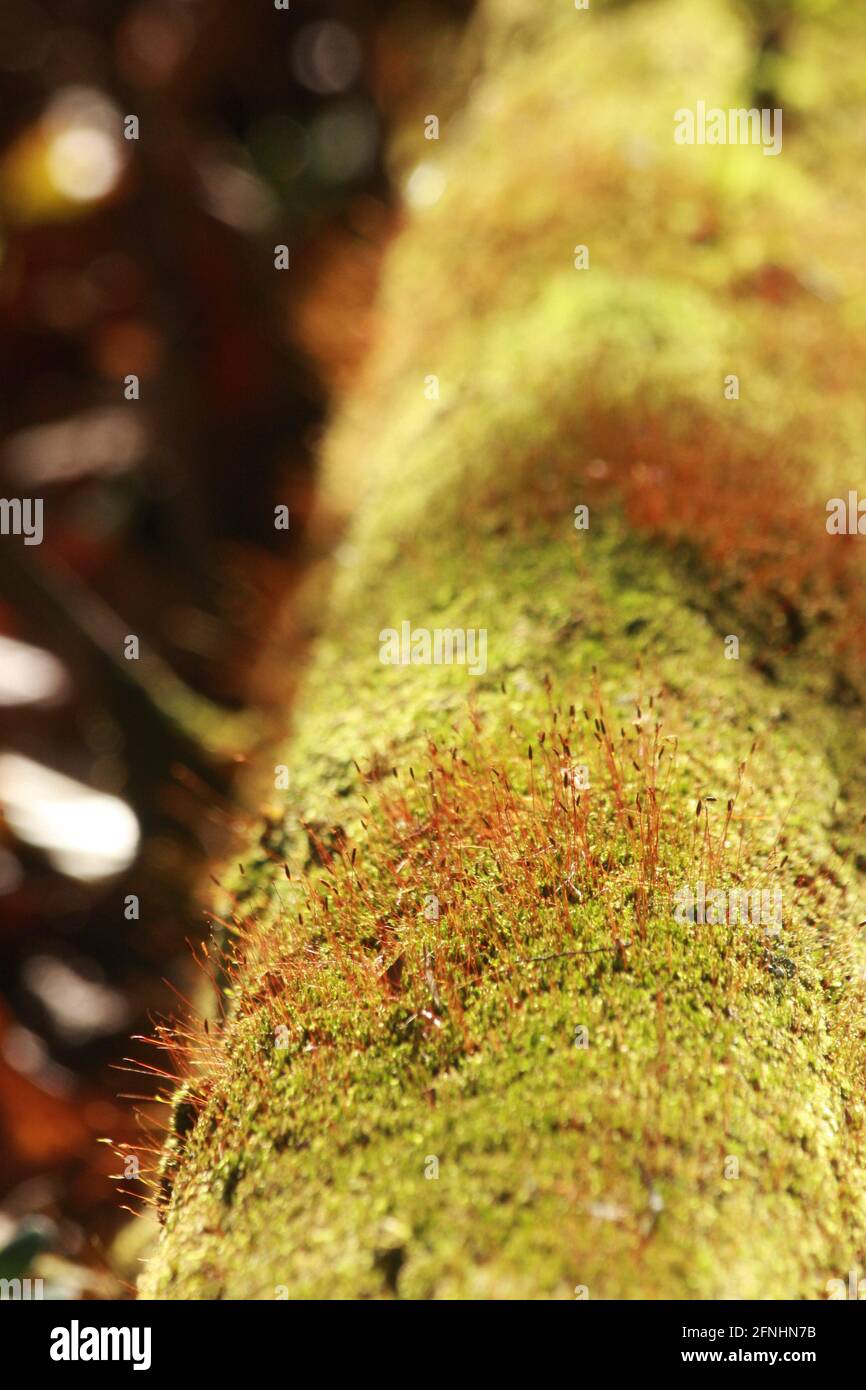 Moss growing on a tree trunk, with tiny spore capsules Stock Photo