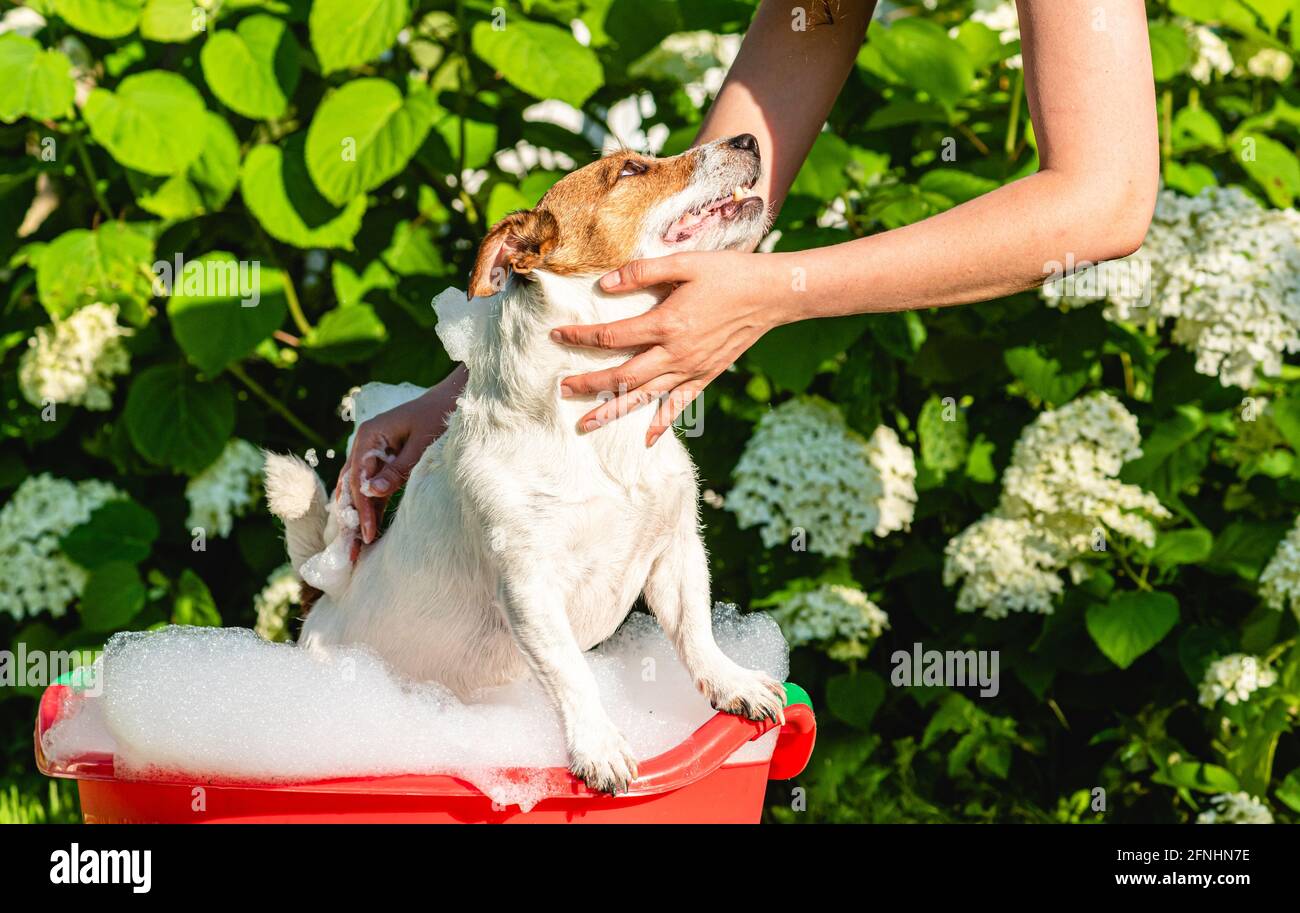 Woman cares of her dog grooming and washing it outdoor in basin with shampoo Stock Photo