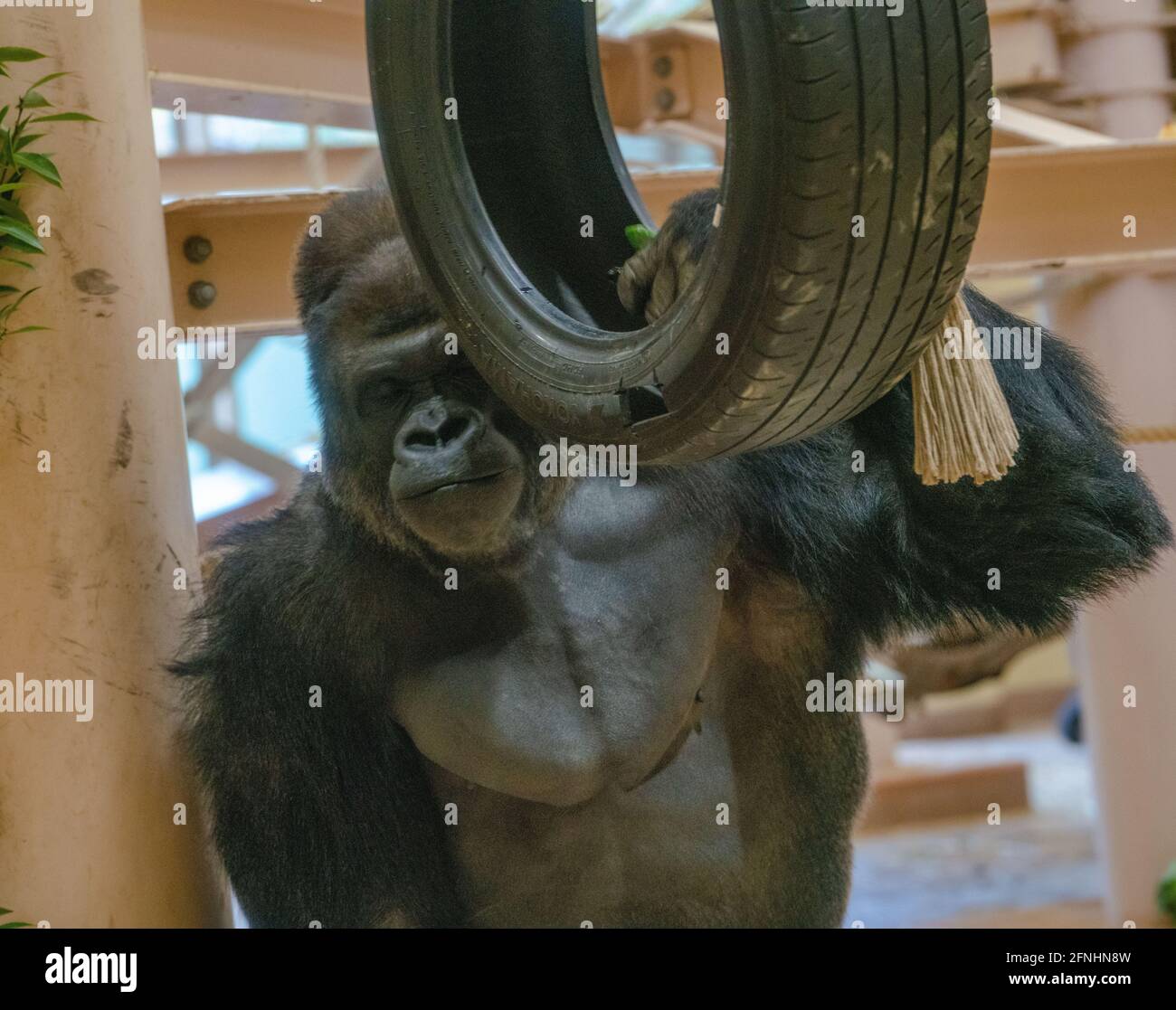 Closeup of a gorilla holding a tire Stock Photo Alamy