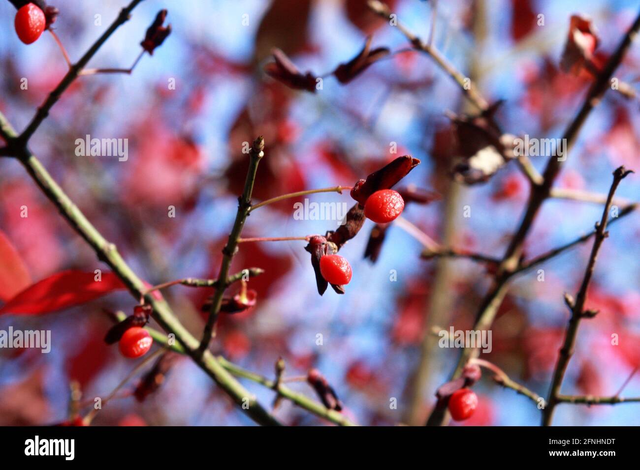 Close-up of an Euonymus branch with berries in wintertime Stock Photo