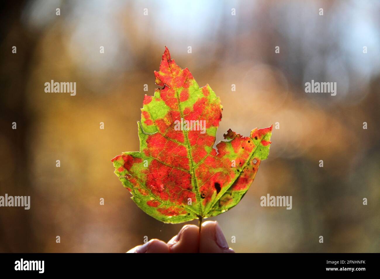 Two yellow maple leaf hi-res stock photography and images - Alamy