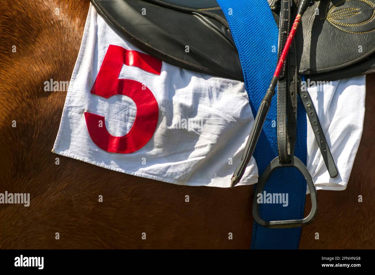 Race horse number five,before horse race Stock Photo Alamy