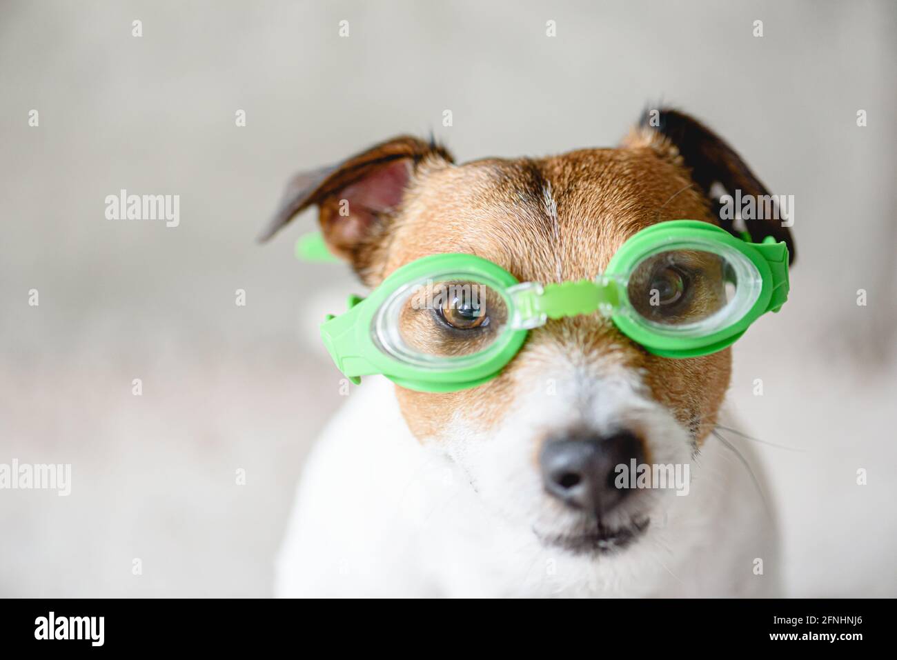 Funny dog wearing swimming glasses ready to dive underwater in pool Stock Photo