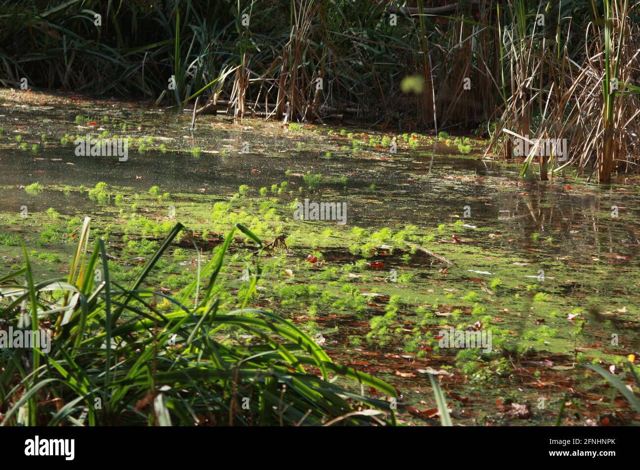 Submerged aquatic plants hires stock photography and images Alamy