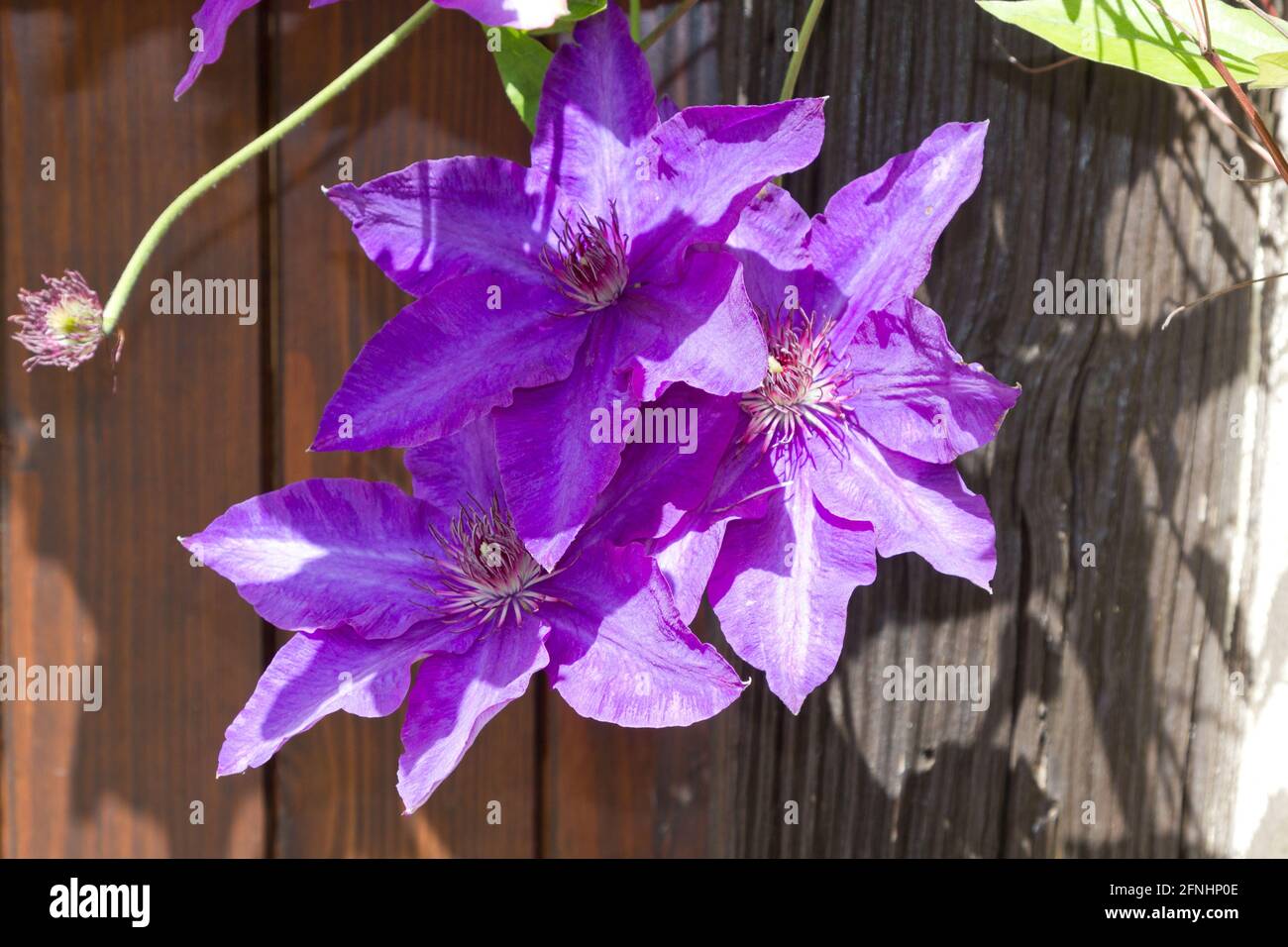 Purple Clematis Flowers Stock Photo