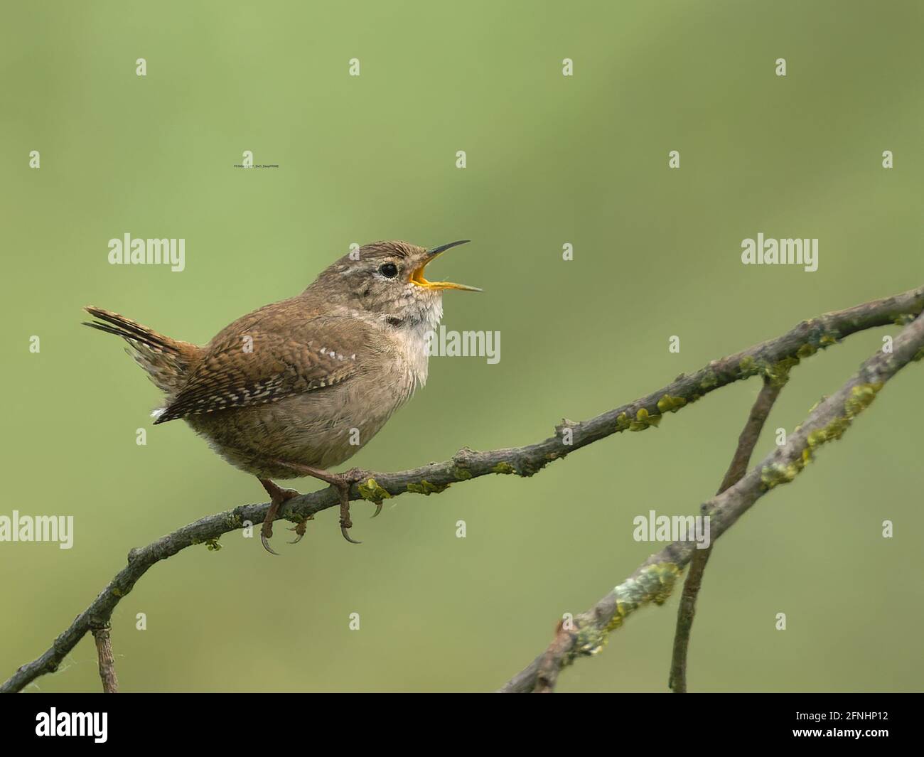 Wren perched and singing Stock Photo
