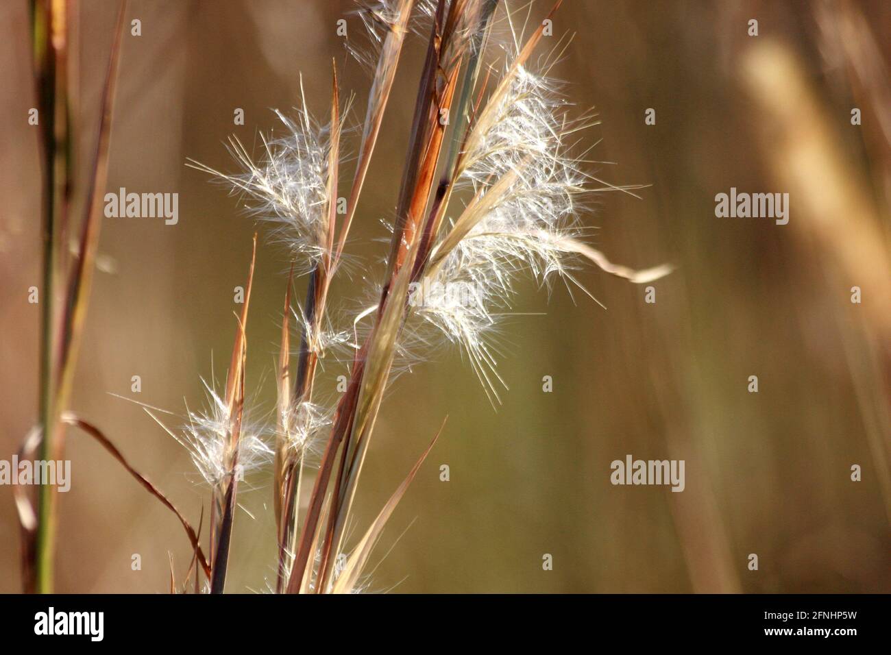Little bluestem (beard grass) in autumn. Close-up of the fuzzy seed heads. Stock Photo