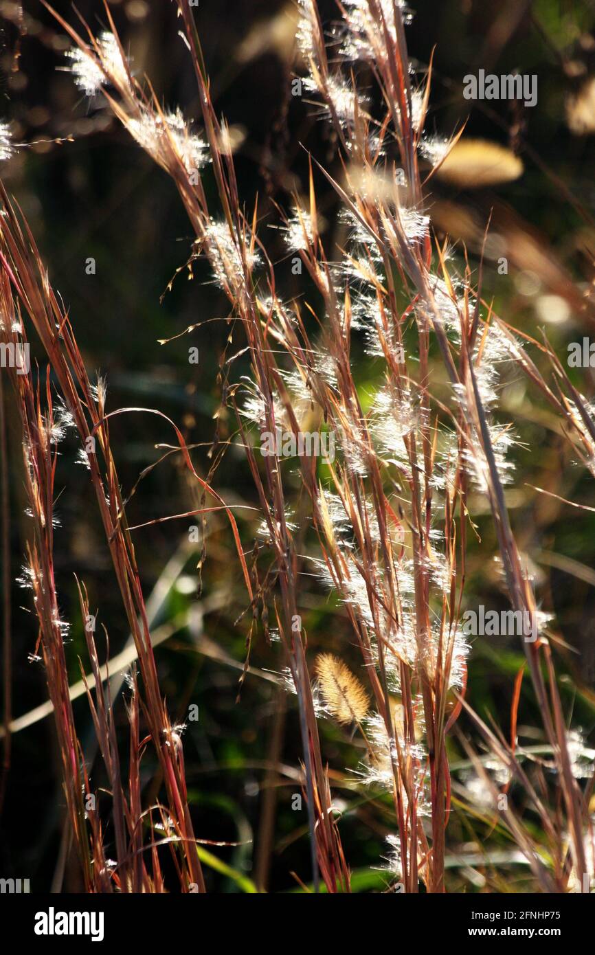 Little bluestem (beard grass) in autumn. Close-up of the fuzzy seed heads. Stock Photo
