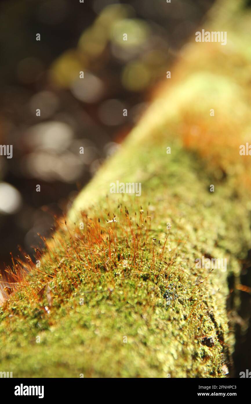 Moss growing on a tree trunk, with tiny spore capsules Stock Photo