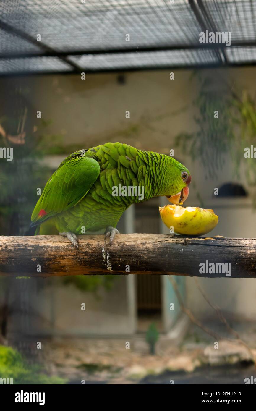 Green parrot is eating an apple in a bird park in Winterthur in Switzerland 11.5.2021 Stock Photo