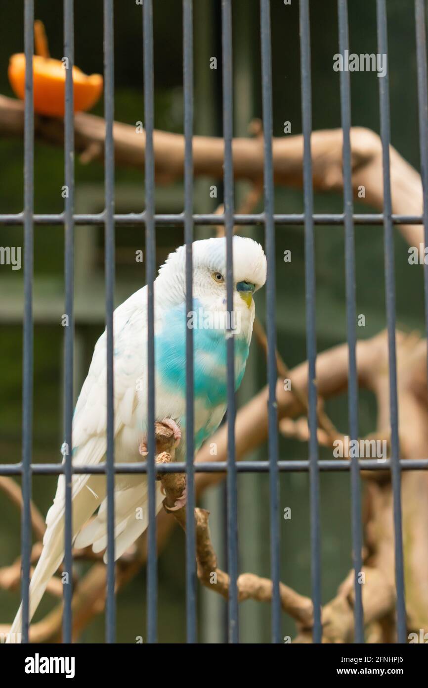Cute tiny bird in a zoo in Winterthur in Switzerland 11.5.2021 Stock Photo