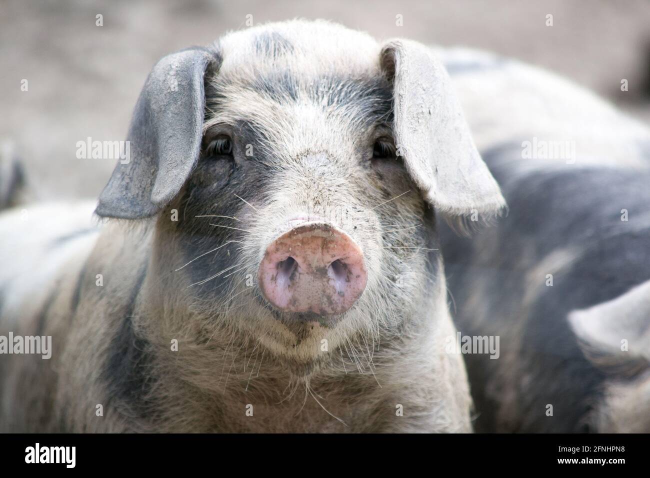 Pig with floppy ears Stock Photo Alamy