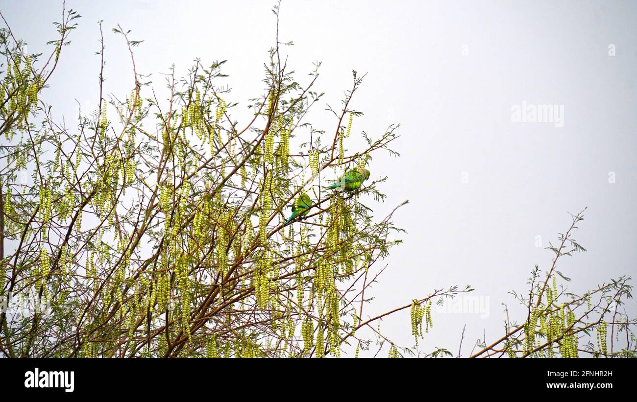 Two parrots sitting on the branches of acacia tree. Parrots eating acacia hanging pods. Round pods or beans of Acacia or Babool tree leaves with blue Stock Photo