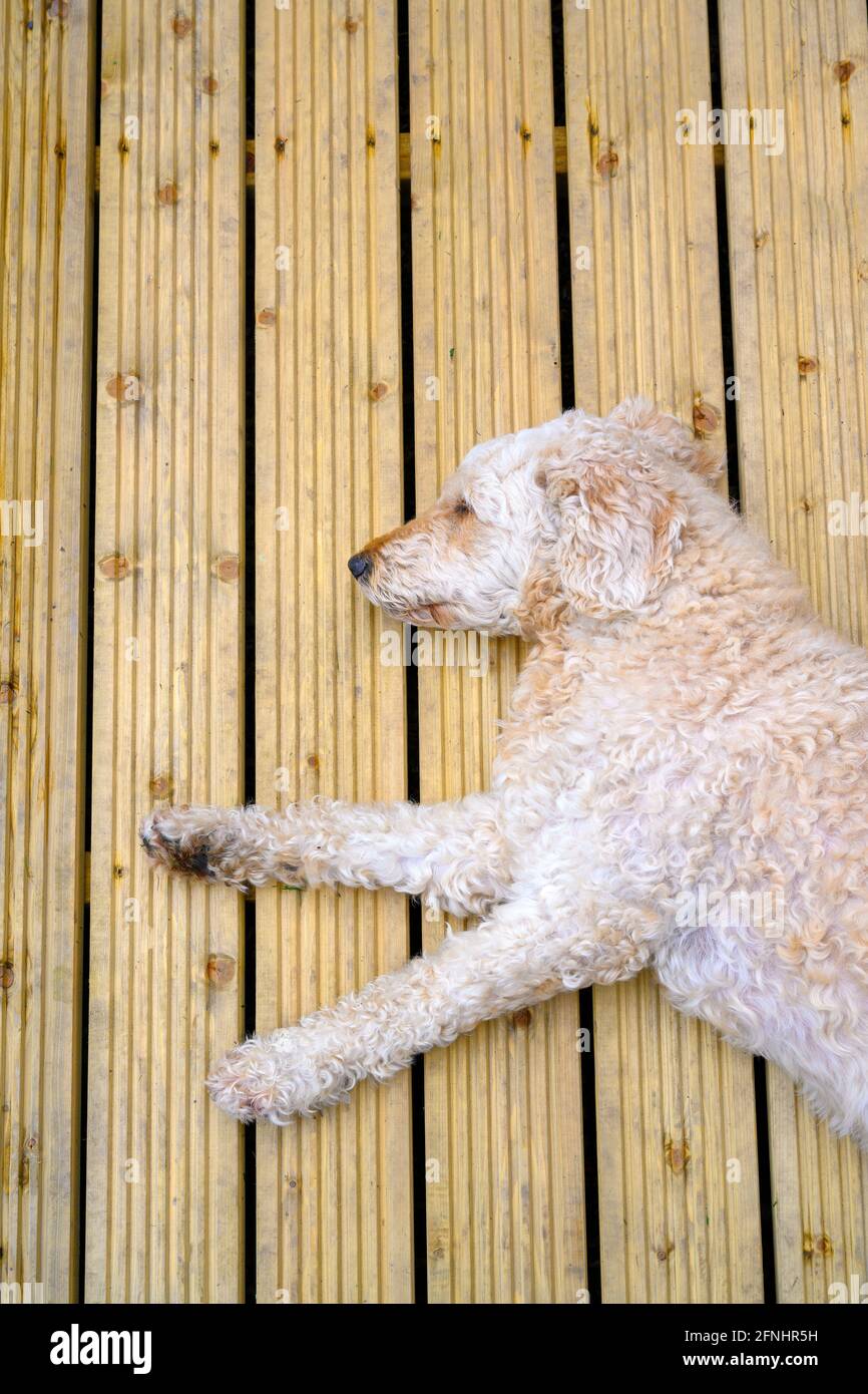 A beautiful beige coloured Labradoodle dog, lying on it's side on some decking planks Stock Photo