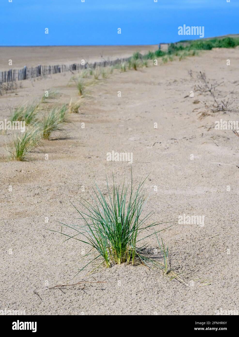 Clump of Lyme Grass (Leymus arenarius) also known as sand ryegrass or sea lyme grass, growing in sand dunes by the beach at St Anne's, Lancashire, UK Stock Photo
