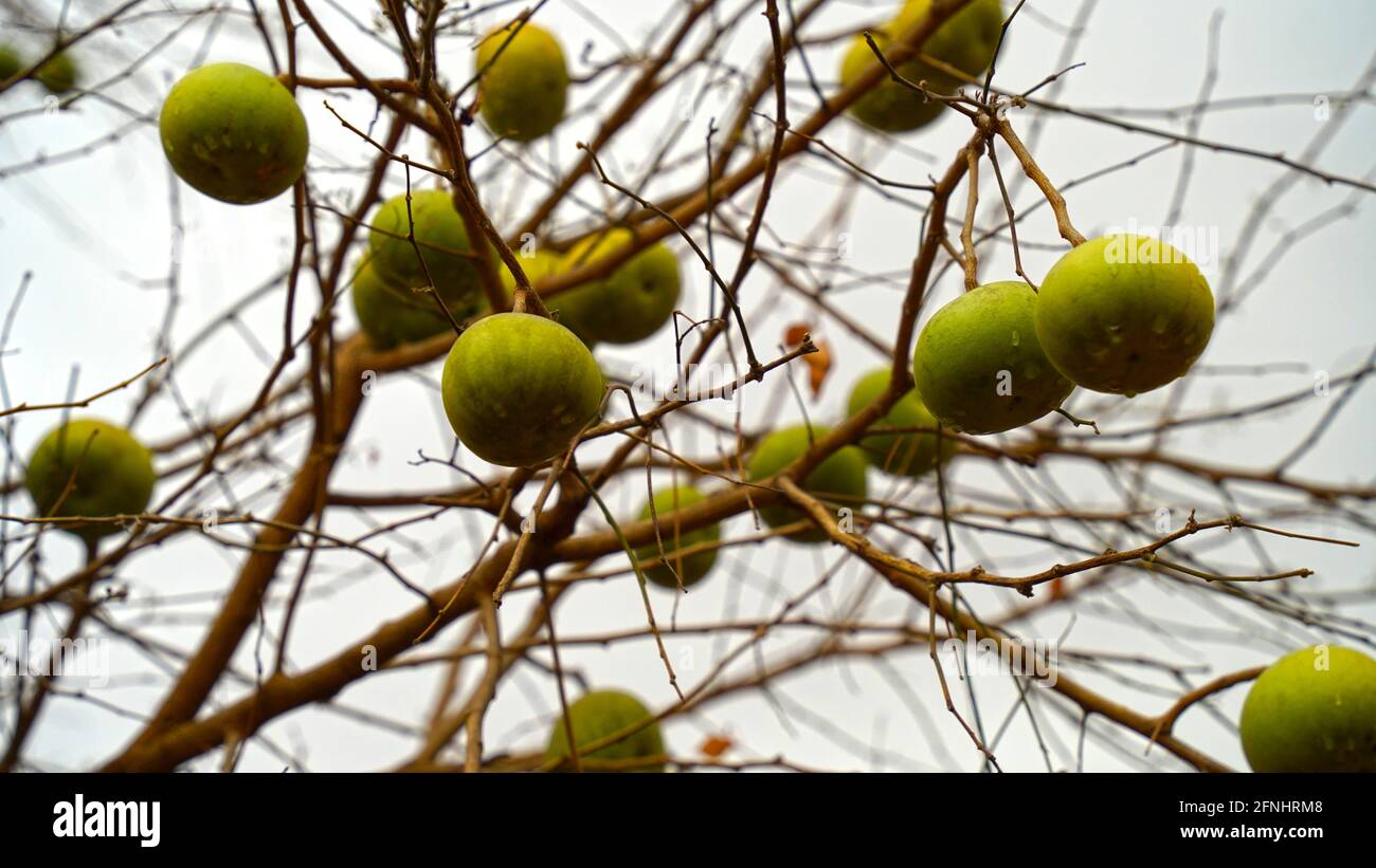 Ripe Bael Fruit Hi Res Stock Photography And Images Alamy