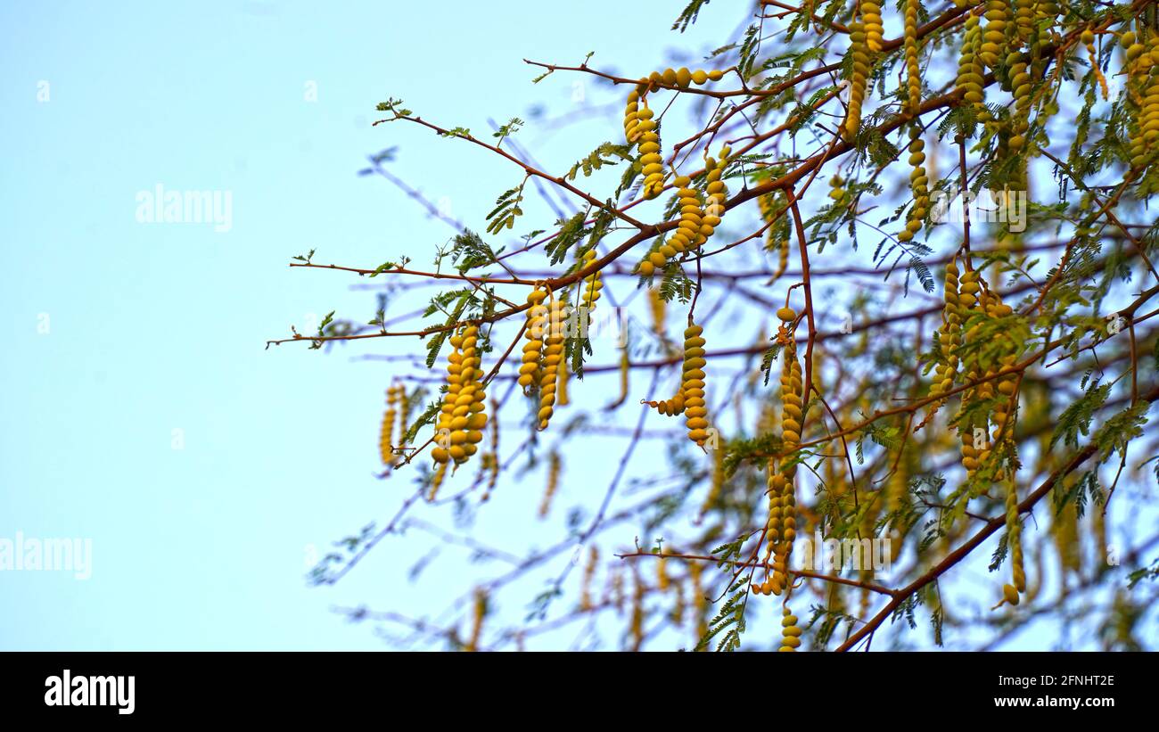 Evening time, Sunlight falls on the hanging green pods or bean. Long pods or beans of Acacia or Babool tree leaves with blue sky background. Stock Photo