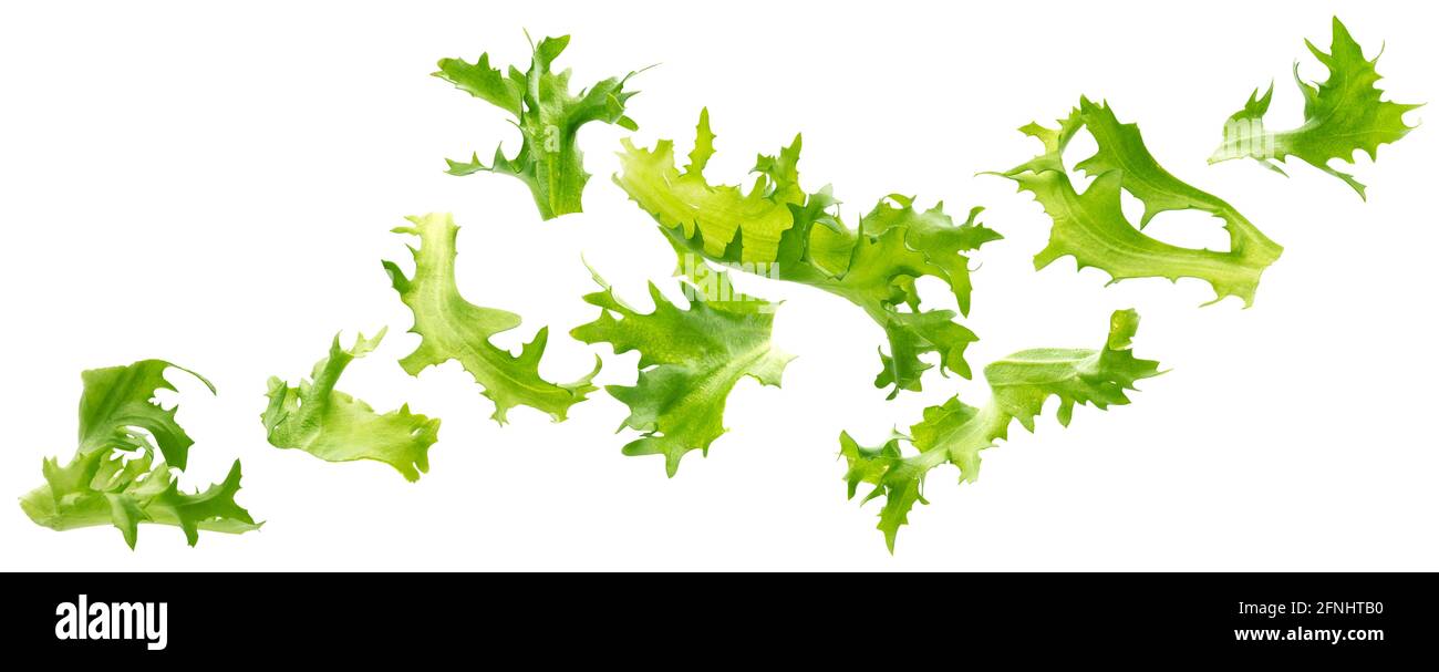 Frize salad, fresh lettuce leaves isolated on white background Stock Photo