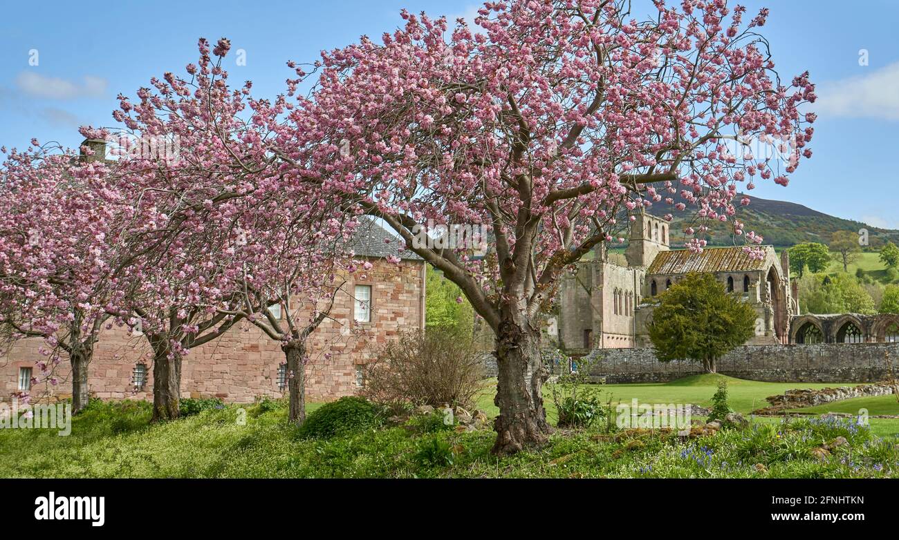 Cherry trees in blossom in the gardens of Melrose Abbey in the Scottish