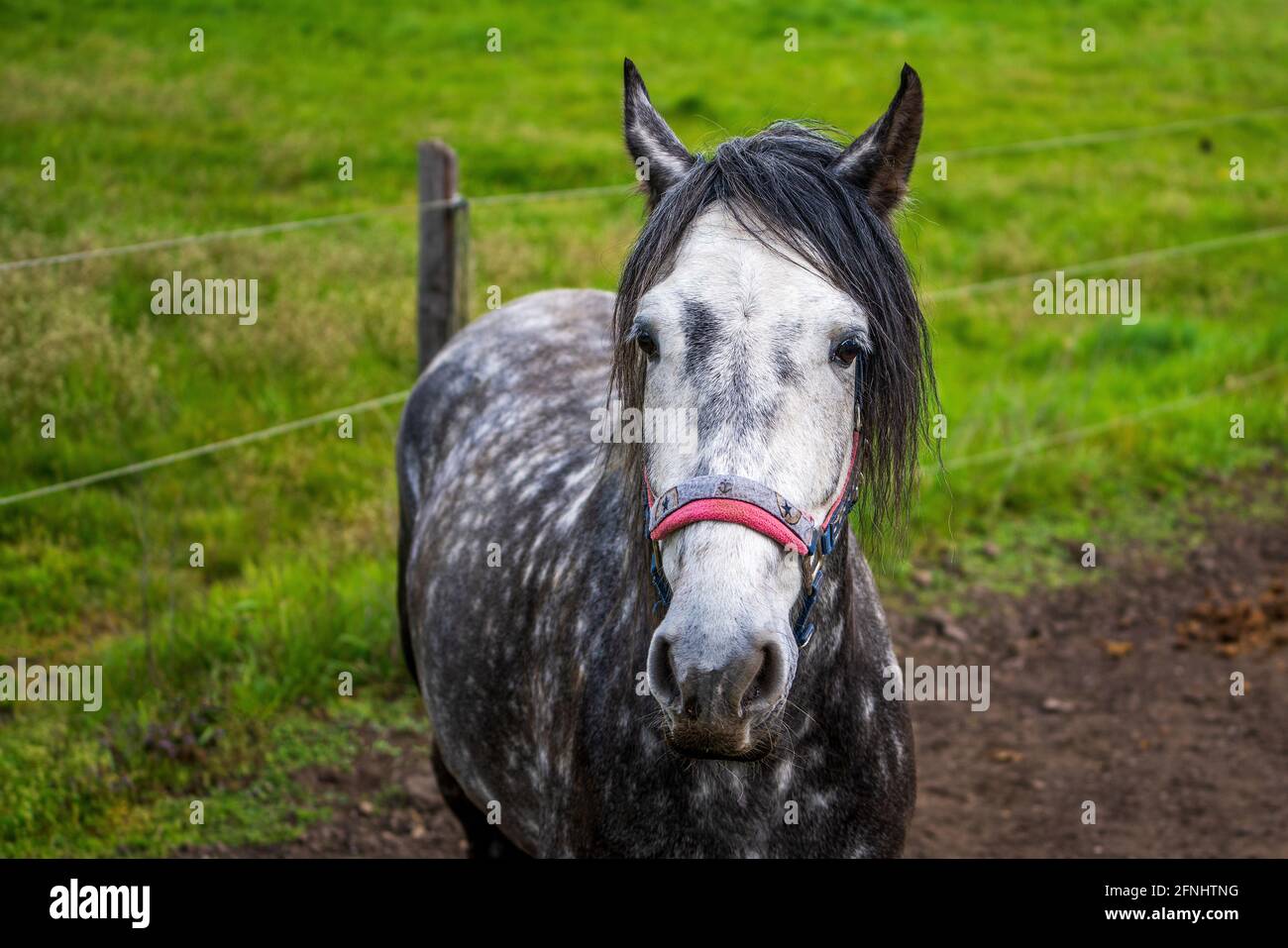 Horse head portrait of a spotted horse on pasture background Stock Photo