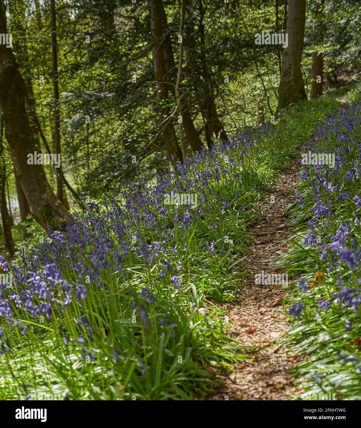 Woodland path near Earlston in the spring with bluebells and moss on a fine day in the Scottish Borders. Stock Photo