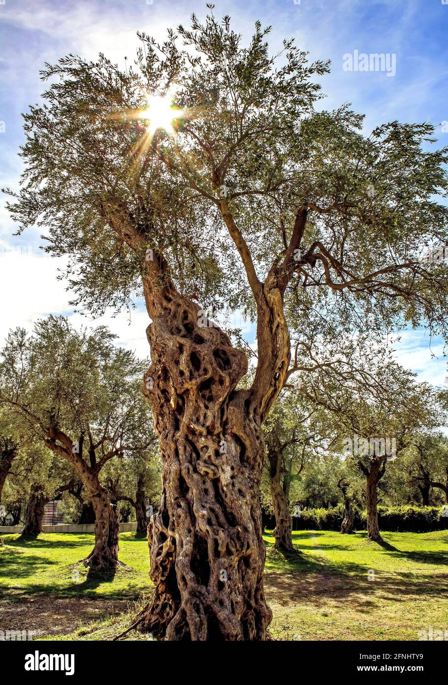 Old Olive Tree, a symbol of the city of Bar, the oldest tree in Europe