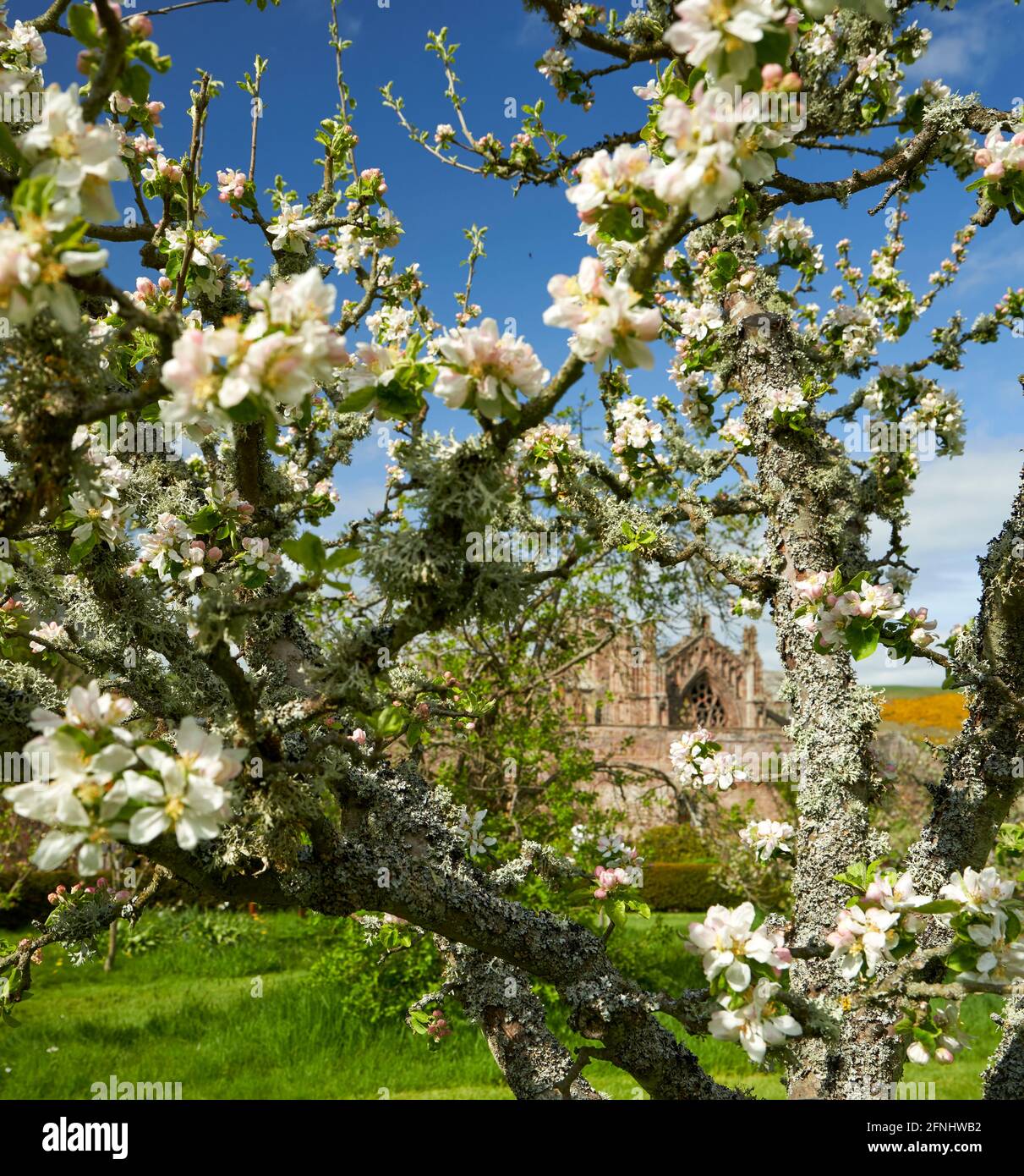 Melrose Abbey framed by apple blossom on a beautiful spring day in Priorswood Garden. Melrose. Stock Photo