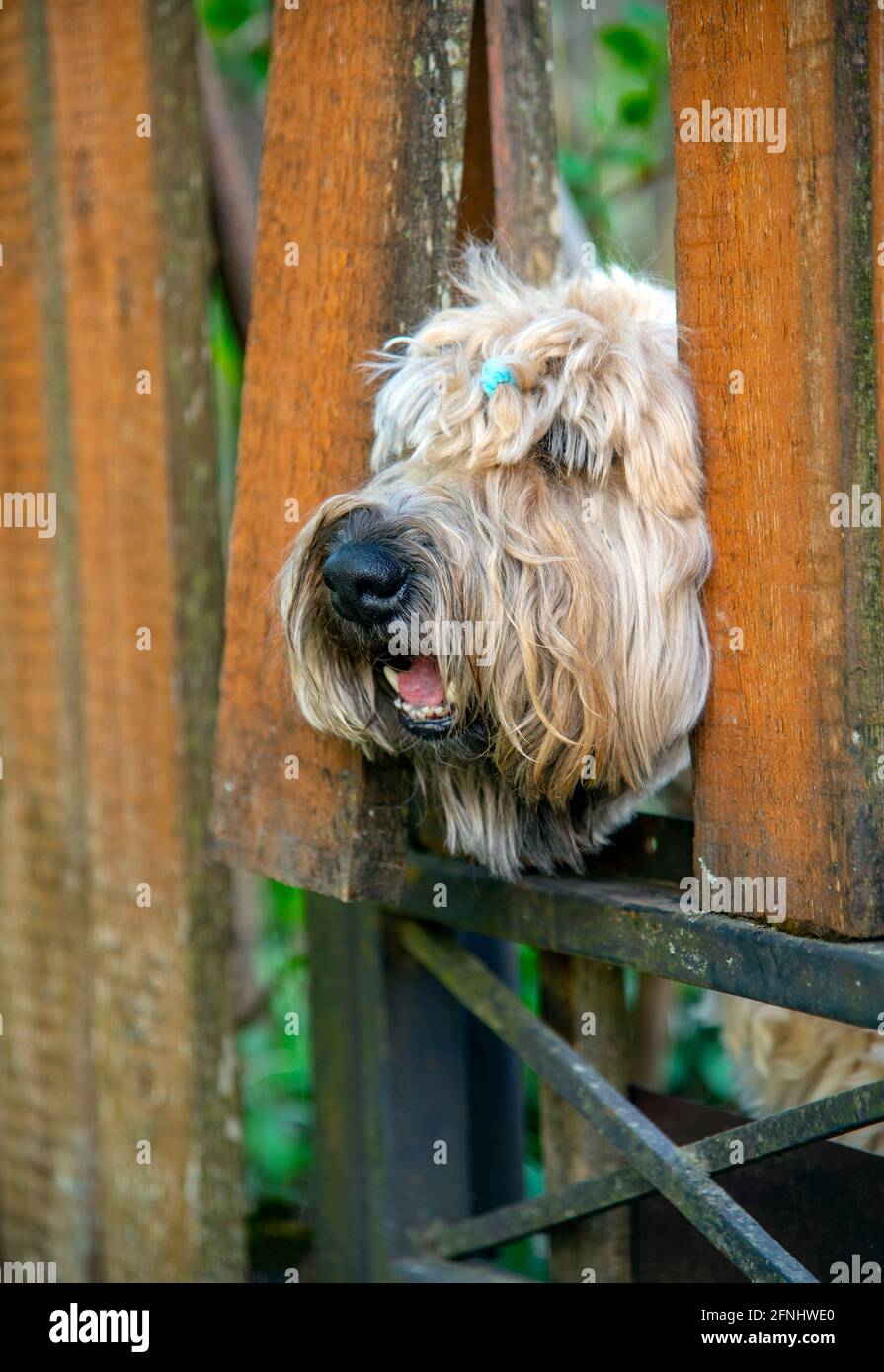 Dog peeking through fence hires stock photography and images Alamy