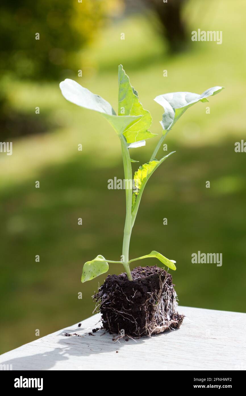 Small Calabrese Plug Plant Stock Photo