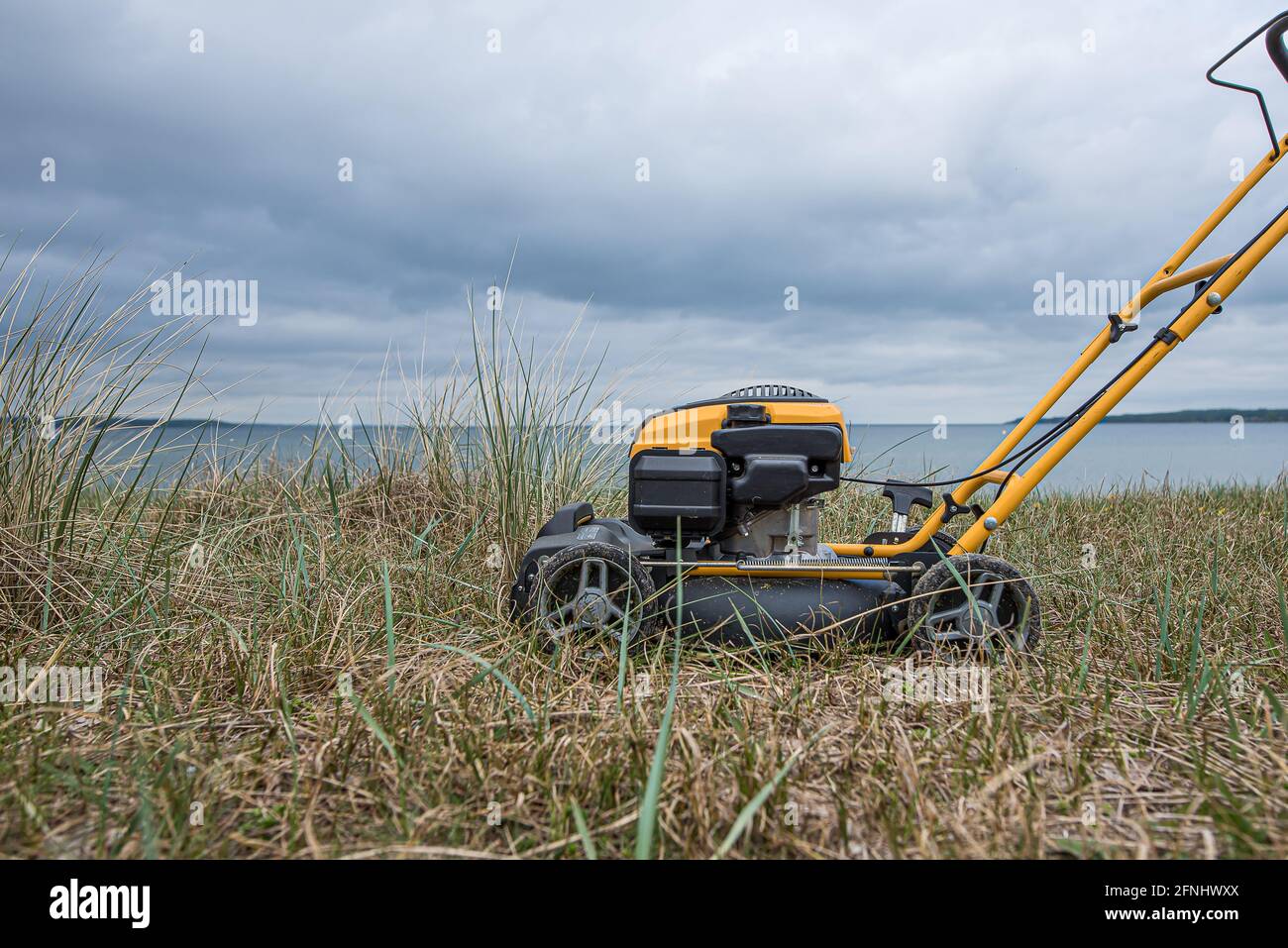 cutting the grass on a beach meadow in front of the sea, Denmark, May 12, 2021 Stock Photo