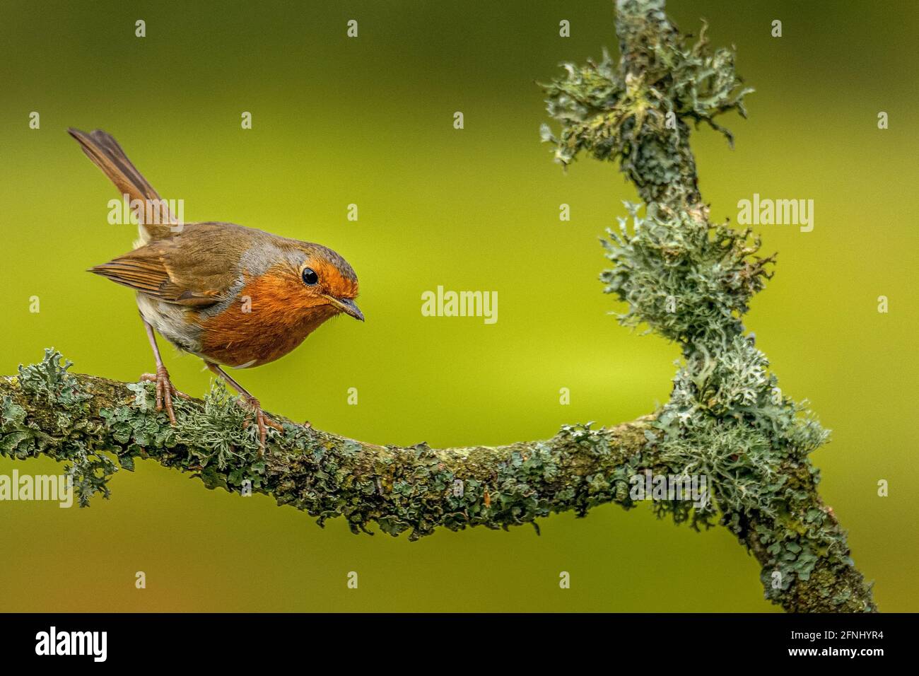 Robin redbreast sitting on Branch Stock Photo