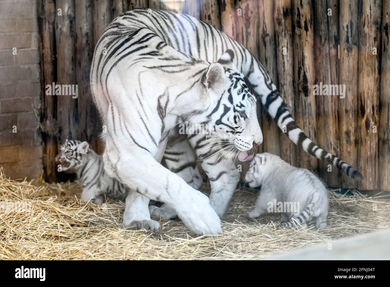 BERDIANSK, UKRAINE - MAY 14, 2021 - A white tigeress with her two cubs is seen at the Safari Zoo, Berdiansk, Zaporizhzhia Region, southeastern Ukraine Stock Photo