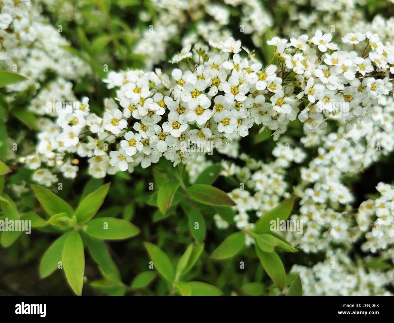 Closeup shot of white Snowmound flowers with green leaves Stock Photo