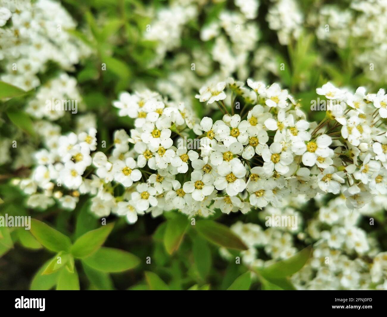 Closeup shot of white Snowmound flowers with green leaves Stock Photo