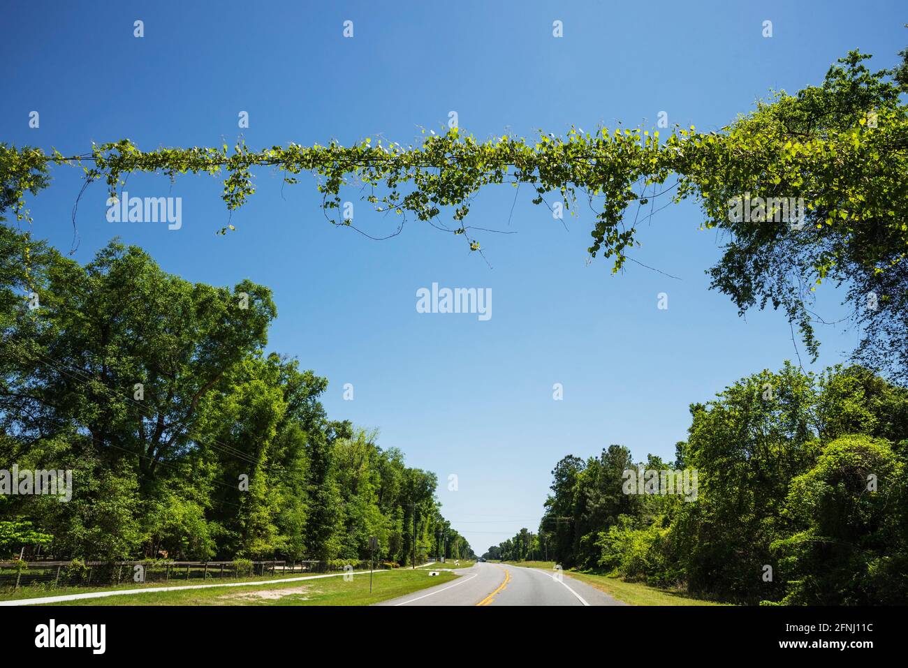 Vine covered electric wires across US Highway 27 in Fort White, Florida, during springtime growth. Stock Photo