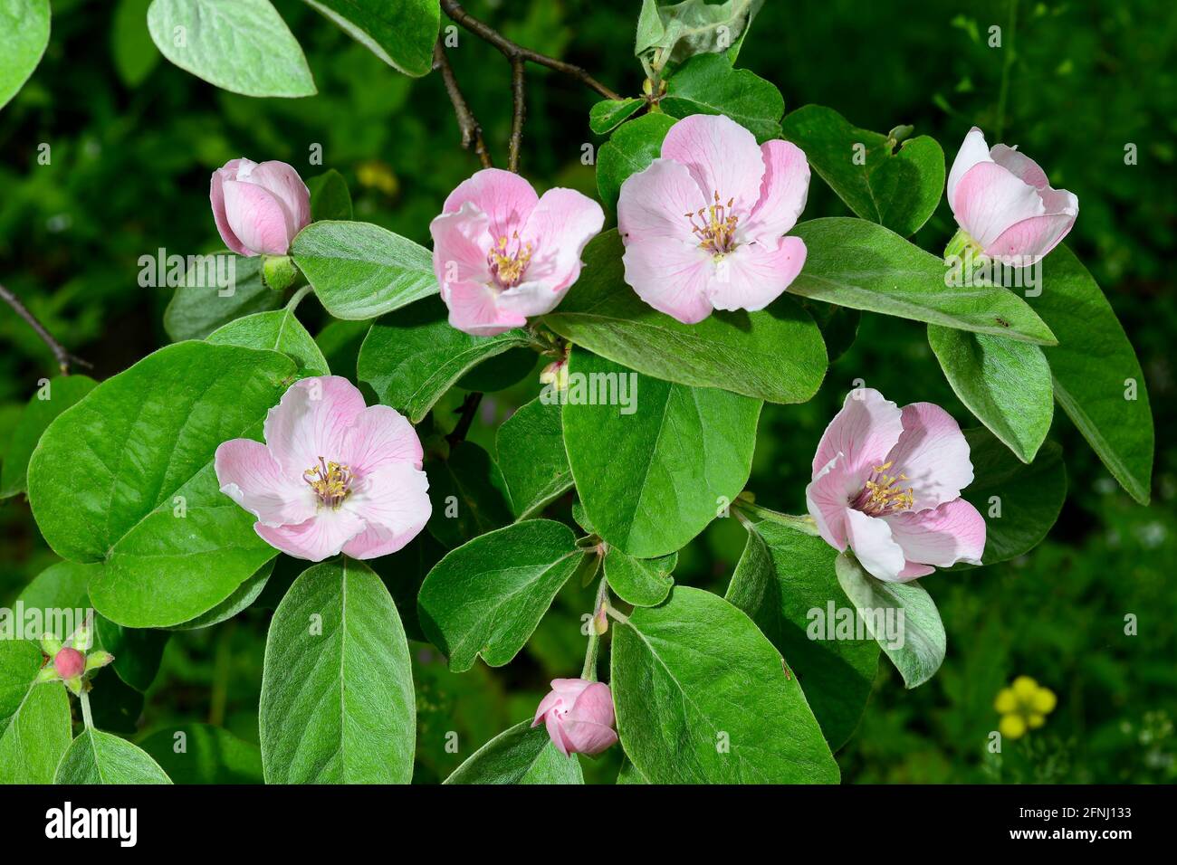 Quince flowers, Cydonia oblonga, is a species of shrubs or small trees