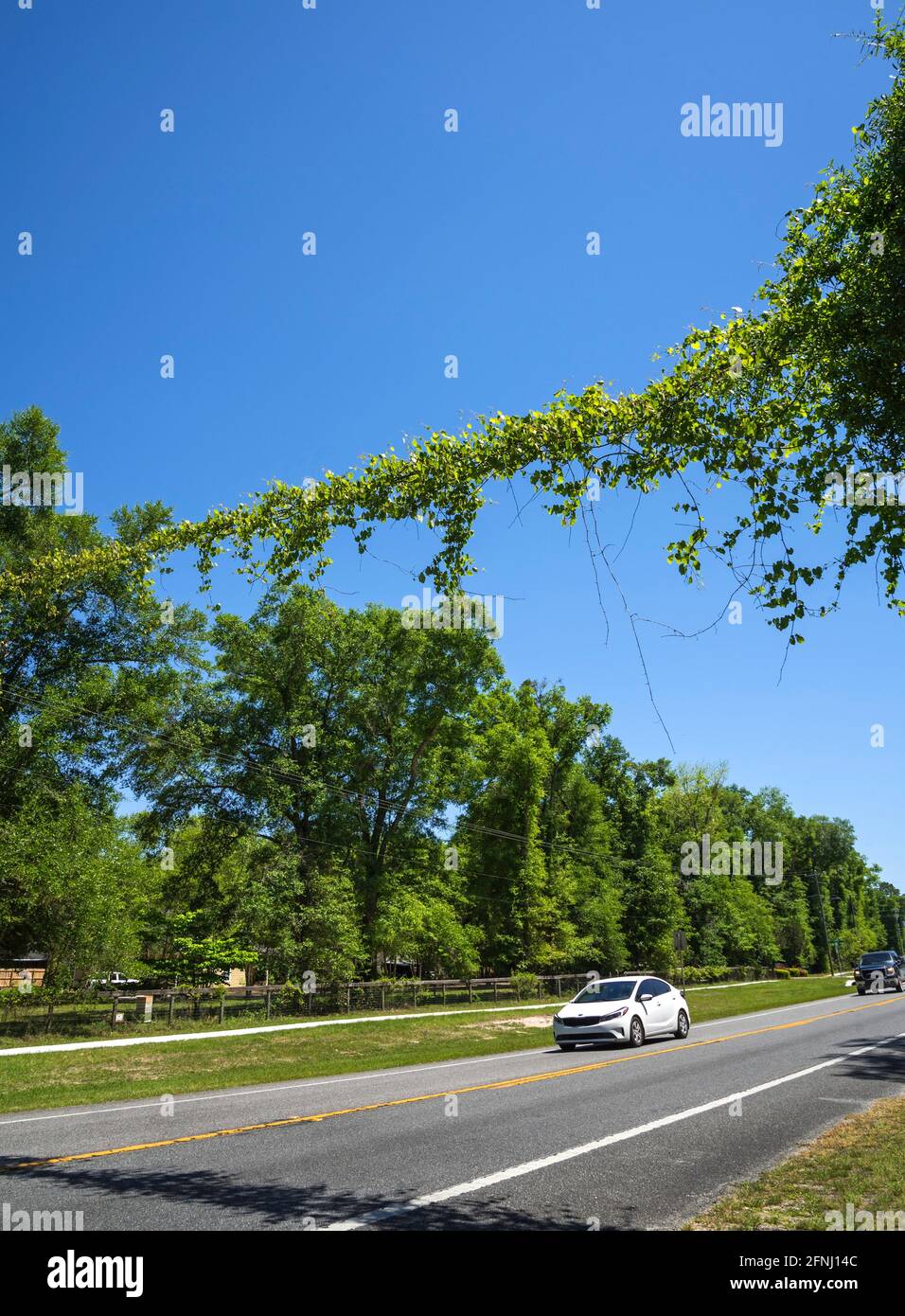 Vine covered electric wires across US Highway 27 in Fort White, Florida, during springtime growth. Stock Photo