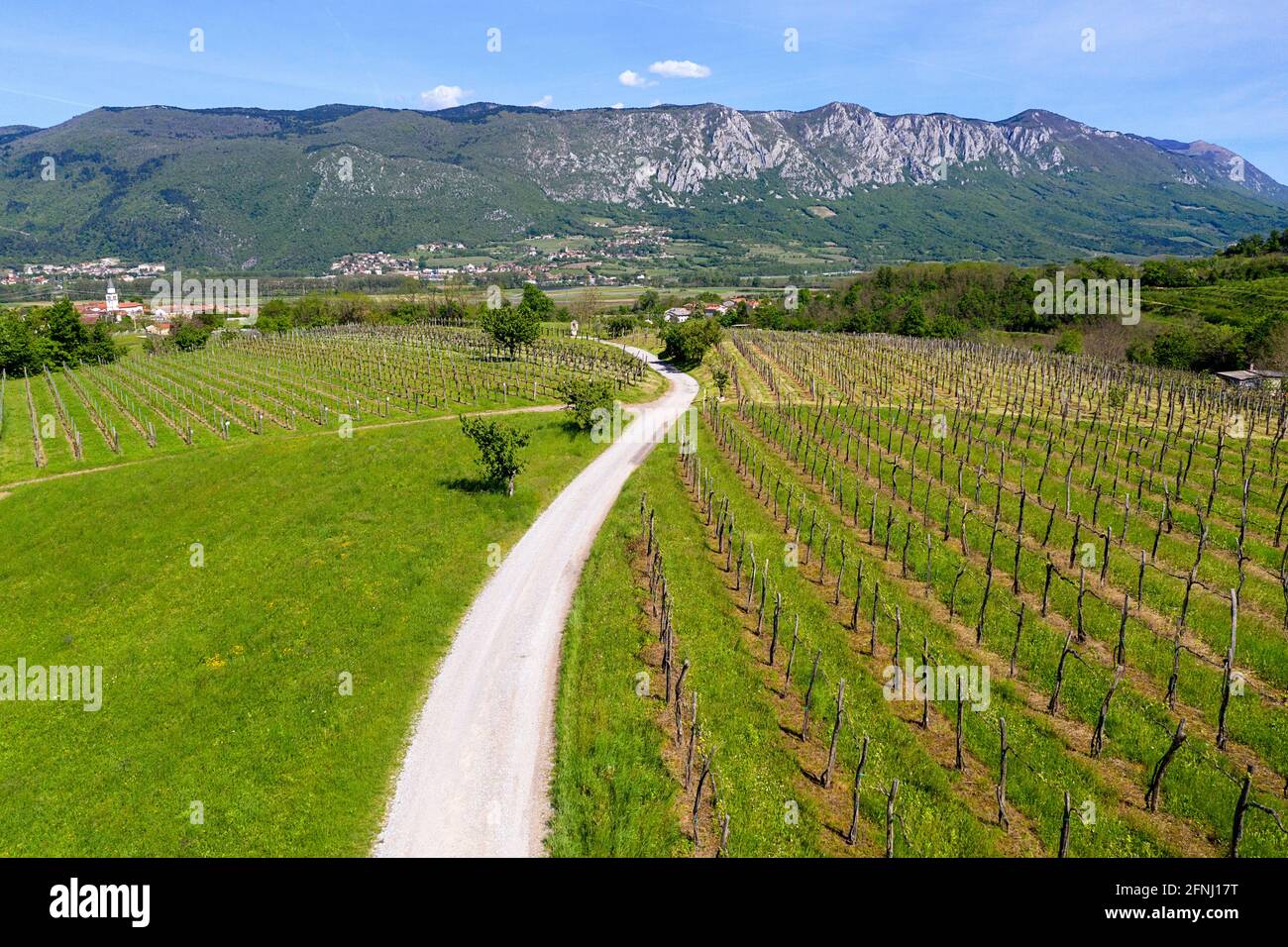 Aerial view of local gravel road passing by beautiful vineyards above Vipava valley on a spring sunny day, Vipava, Primorska region, Slovenia Stock Photo